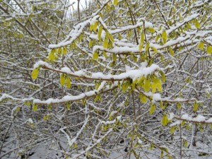 forsythiaSnow