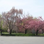 nybg
