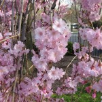 weeping cherry
