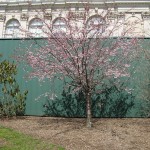 autumn cherry