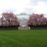 weeping cherry