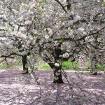 yoshino cherry
