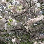 yoshino cherry