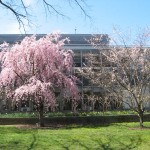 weeping & autumn cherries