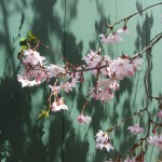 autumn cherry