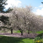 yoshino cherry