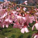 okame