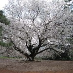 prunus