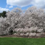 prunusA