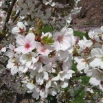 prunusA2