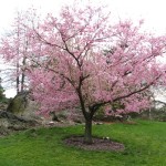 rosy cloud