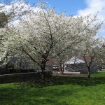shirotai