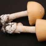 Amanita barrowsii