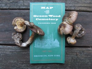 BROOKLYN