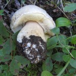 Boletus barrowsii
