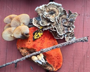 HighRockfungi2