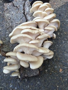 OystersFP