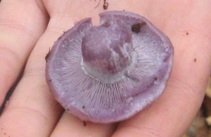 blewit
