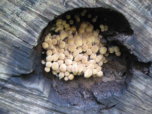 PPcoprinus