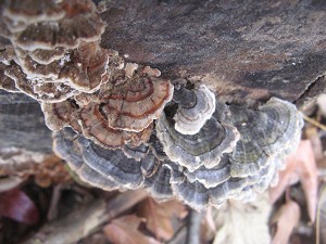 PPturkeytail