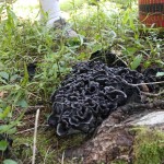 Polyozellus (found by Skylar after the Festival)