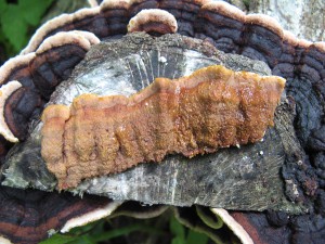 Punctularia