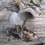 Mycena alcalina - smells like bleach
