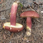 Tricholomopsis rutilans - Plums & Custard