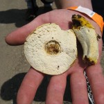 Hypomyces chrysospermus - parasitized bolete