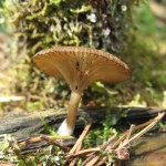 Omphalina epichysium