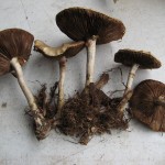 Psilocybe in wood chip mulch in town park !