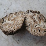 Geopora cooperi