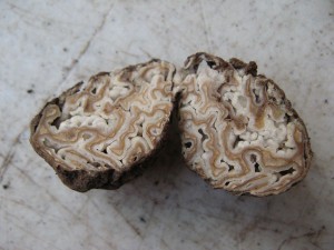 Geopora cooperi