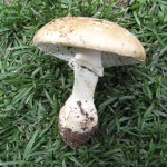 Amanita pantherina