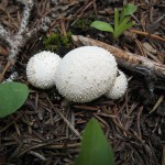 Lycoperdon perlatum