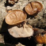 Auricularia auricula - wood-ear jelly mushroom
