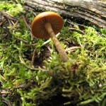 Galerina autumnalis - deadly Galerina