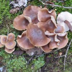 Collybia (Gymnopus) acervata