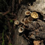 Bird's nest fungus