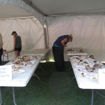 Telluride display tables