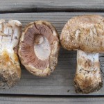 agaricus amicosus