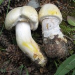 agaricus silvicola