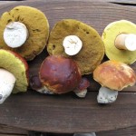boletus edulis