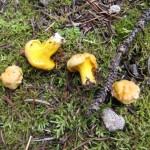 chanterelles