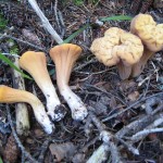 clavar. truncatus