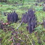 clavaria purpurea