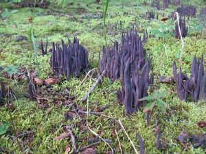 Clavaria purpurea