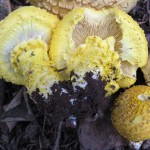 floccularia straminea