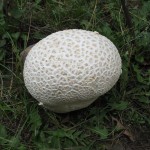 giant puffball