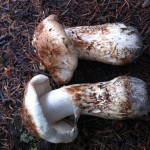 matsutake